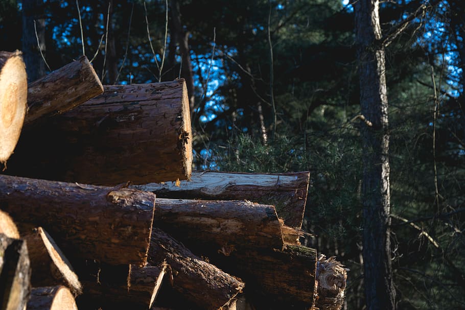 netherlands, eindhoven, forest, wood, lumber, trees, wood - material HD wallpaper