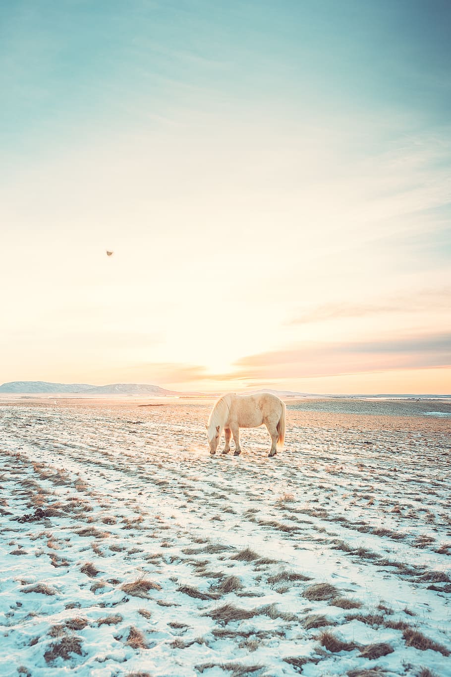 white horse, animal, mammal, animal themes, sunset, sky, one animal HD wallpaper
