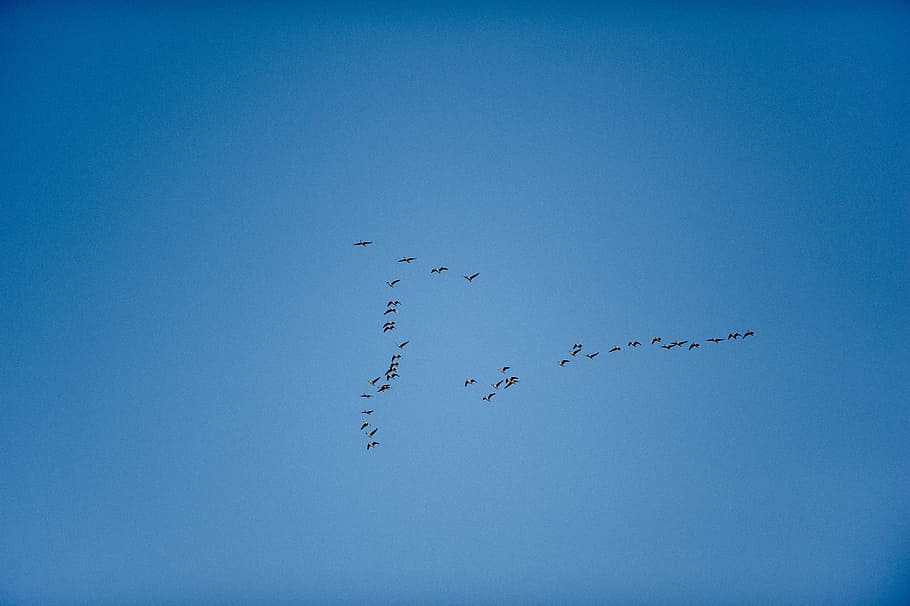 Birds Skein, animal, blue, ducks, flying, goose, greygoose, greylag, HD wallpaper