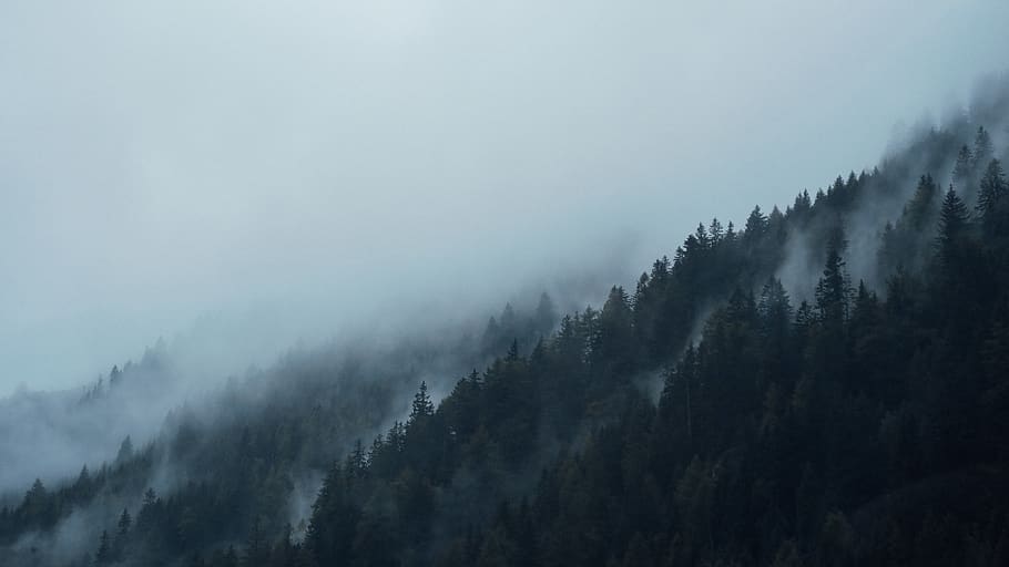 fog covered trees, scenics - nature, tranquil scene, plant, tranquility HD wallpaper