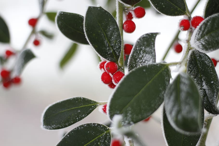 cold, red, leaves, green, winter, nature, white, gel, beautiful HD wallpaper
