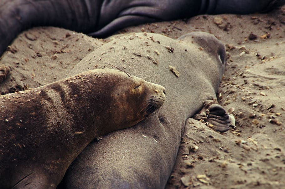 seals, cute, animals, nature, wild, beach, westcoast, plage HD wallpaper