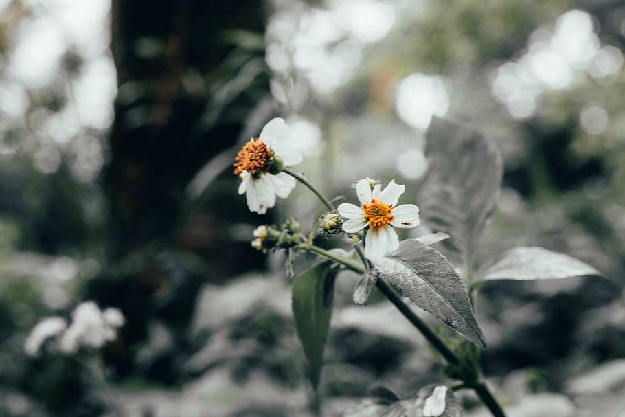 white, yellow, flower, blur, nature, forest, flowering plant HD wallpaper