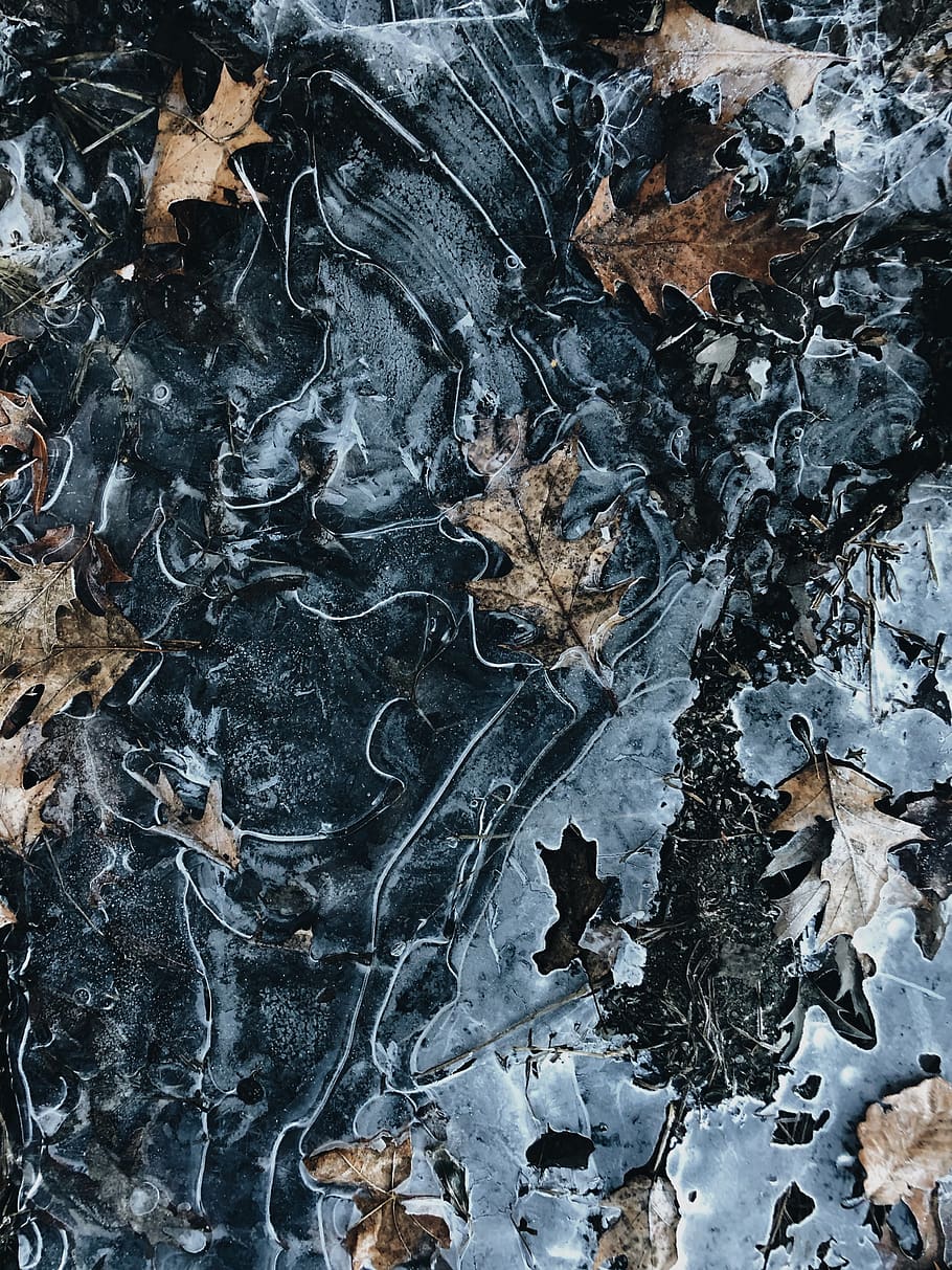 leaf, plant, nature, outdoors, tar, ice, tree, snow, frost, HD wallpaper