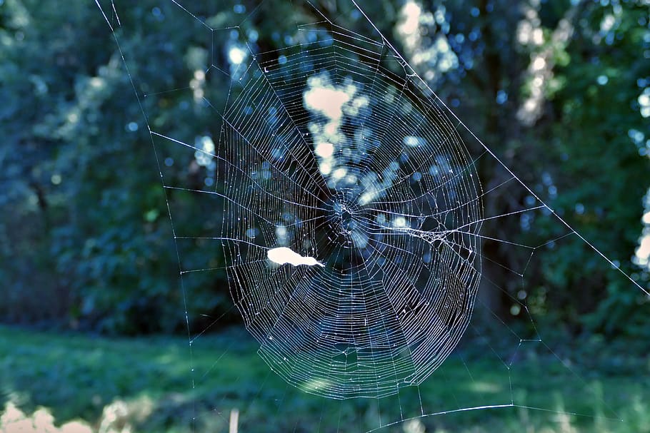 spider web, forest, trap, close-up, fragility, vulnerability HD wallpaper