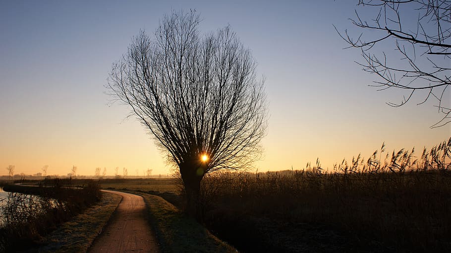 willow, sunrise, winter, tree, cold, landscape, nature, winter landscape HD wallpaper