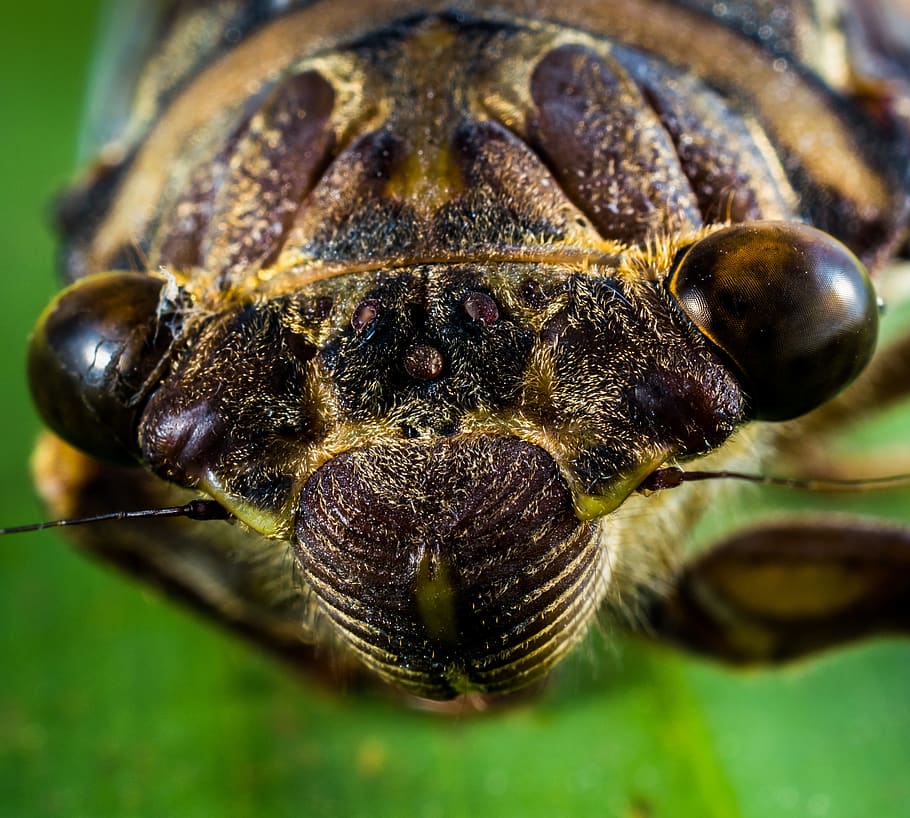 Macrophotography of Insect, close-up, eyes, animal themes, one animal HD wallpaper