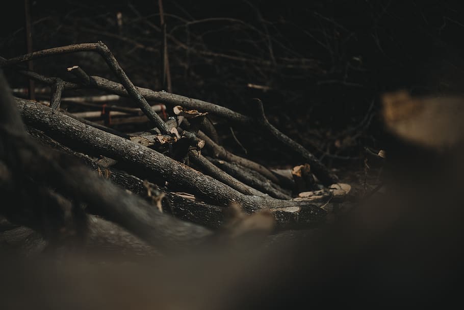 philippines, pulilan, branch, branches, twig, twigs, wood, tree HD wallpaper