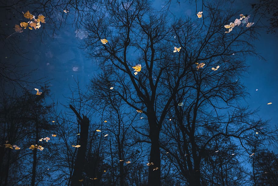 bare trees at night, bird, animal, lamp post, lighting, lampshade, HD wallpaper