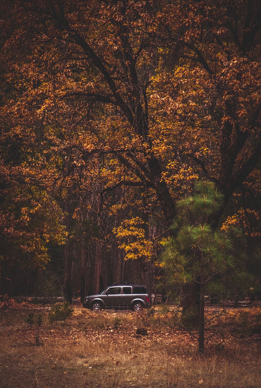 gray SUV on forest during daytime, tree, vehicle, car, plant HD wallpaper
