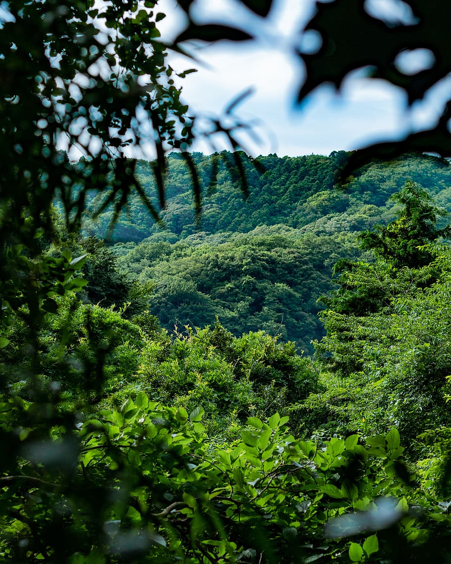 japan, kamakura, nature, plant, tree, green color, growth, no people HD wallpaper