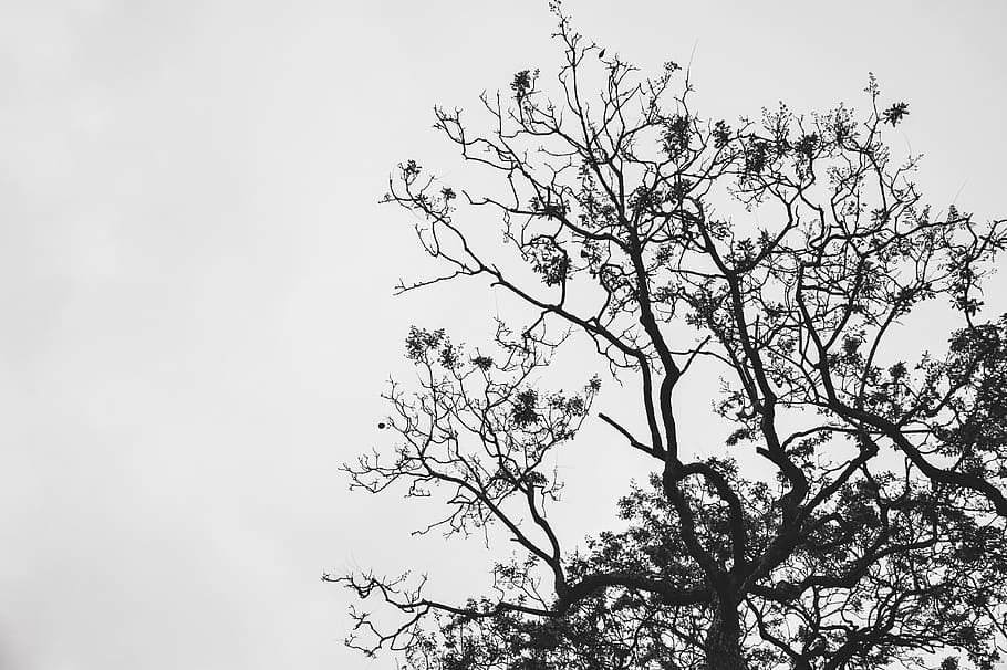 Silhouette Photo of Withered Tree, branches, daylight, fall, low angle shot HD wallpaper