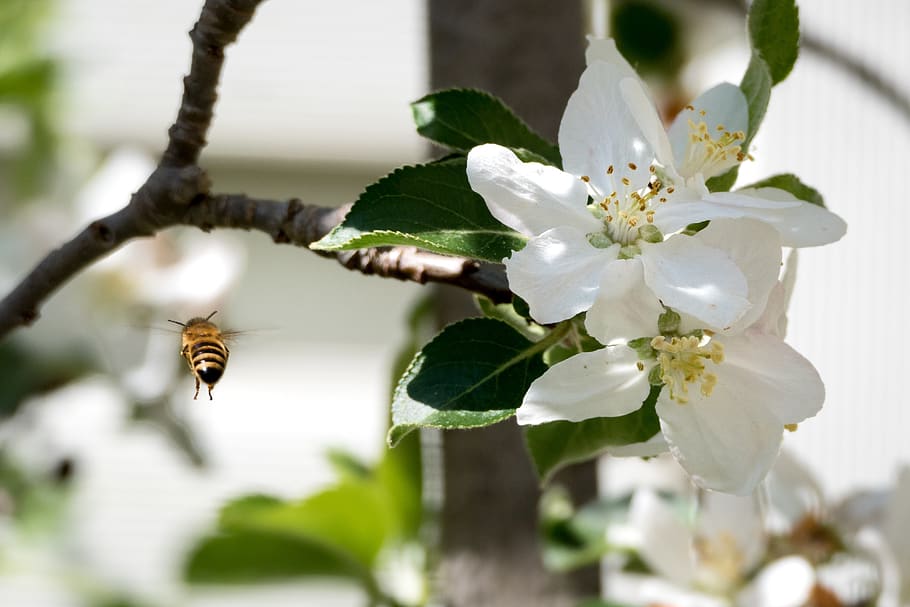 bee, blossom, bloom, insect, flower, plant, sprinkle, garden HD wallpaper