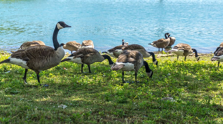 duck, canada, toronto, nature, animals, outdoor, animal themes HD wallpaper