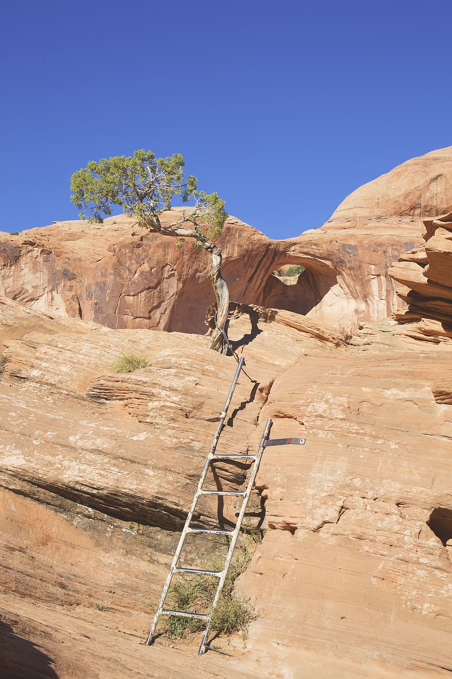 rock, tree, mountain, ladder, solid, rock - object, scenics - nature HD wallpaper