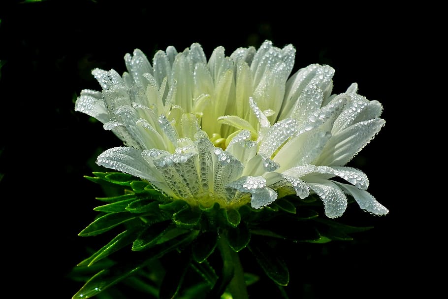 flower, aster, white, garden, nature, summer, the petals, closeup HD wallpaper