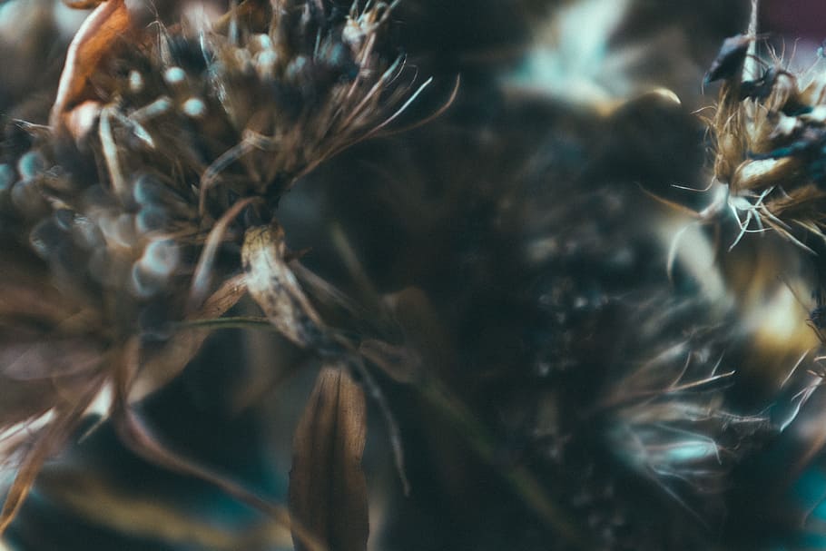 Dry plant detail, abstract, background, beauty, closeup, field HD wallpaper