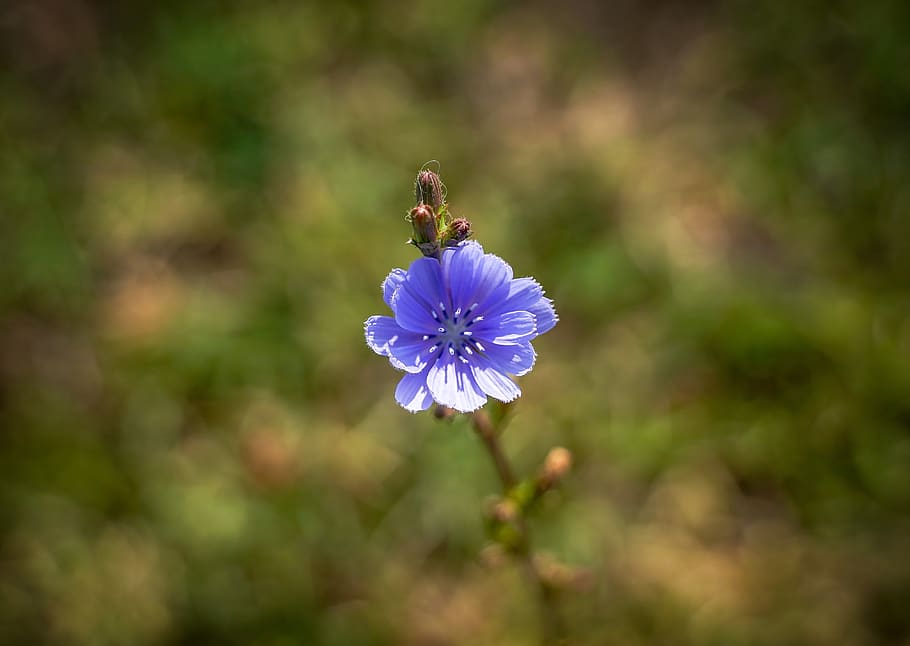 cornflower, macro, meadow, field, close up, violet, bloom, plant HD wallpaper