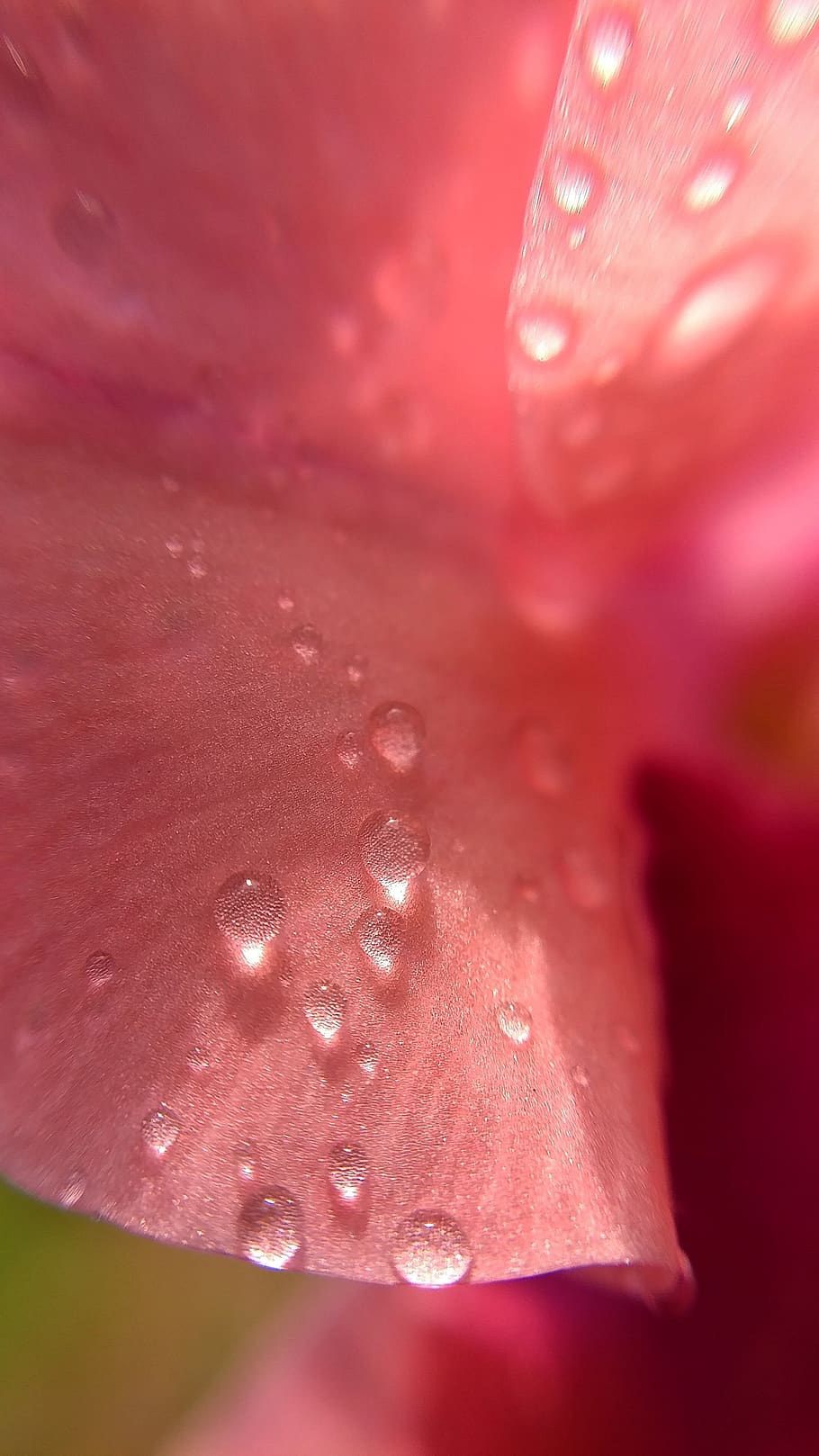 macro, flower, petal, pink, water, wet, drop, close-up, pink color HD wallpaper