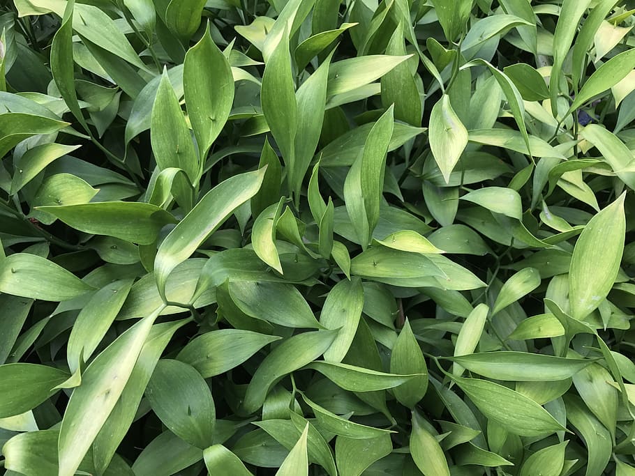澳洲, 墨爾本, full frame, backgrounds, green color, plant part HD wallpaper
