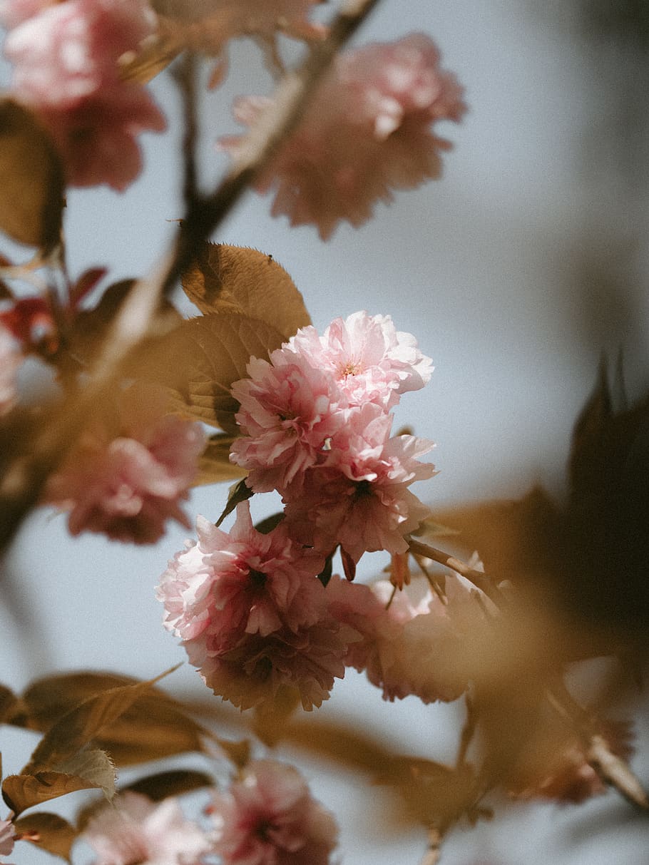 pink-petaled flower, plant, blossom, cherry blossom, geranium HD wallpaper