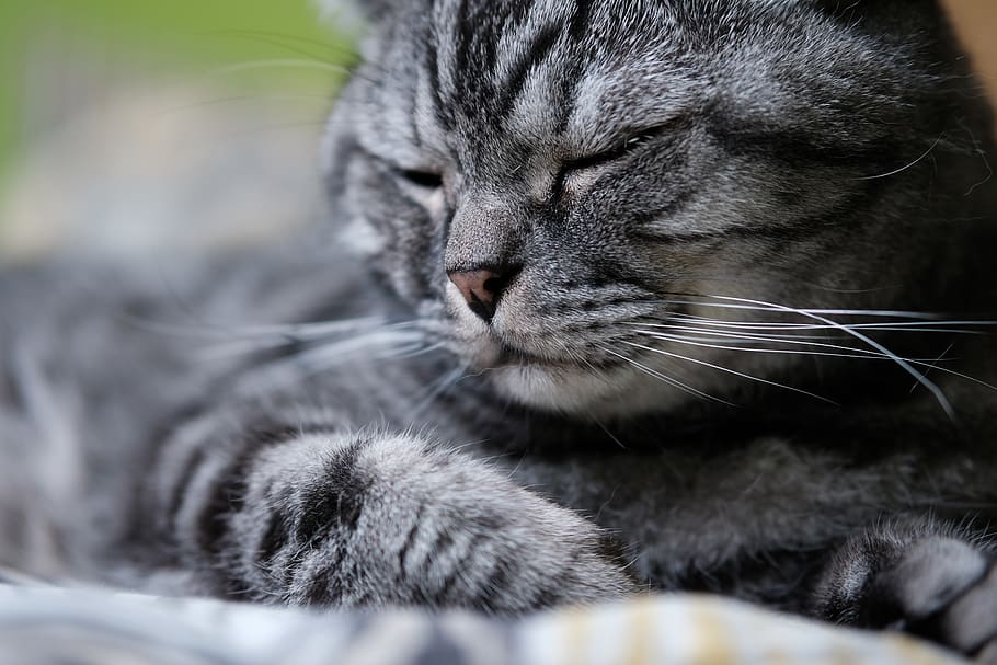cat, bed, pet, animal, cute, sleep, pussy, portrait, cozy, tame HD wallpaper