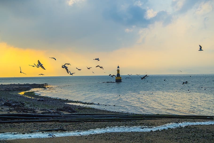seagull, lighthouse, romantic, water, sky, animals in the wild HD wallpaper