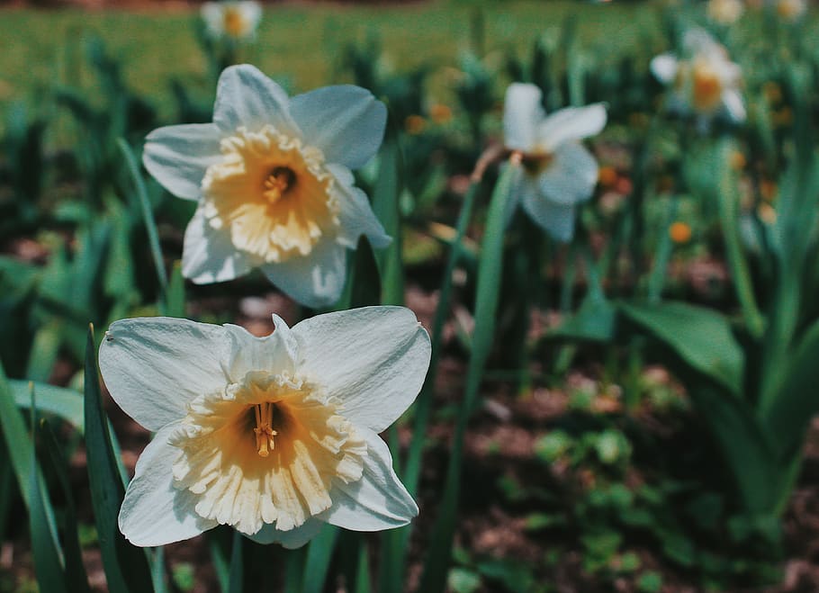 white petaled flower field, plant, blossom, daffodil, geranium HD wallpaper