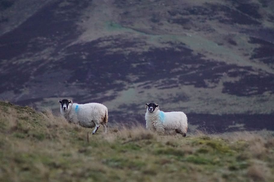 two sheep on green grasses, animal, mammal, scotland, edinburgh HD wallpaper