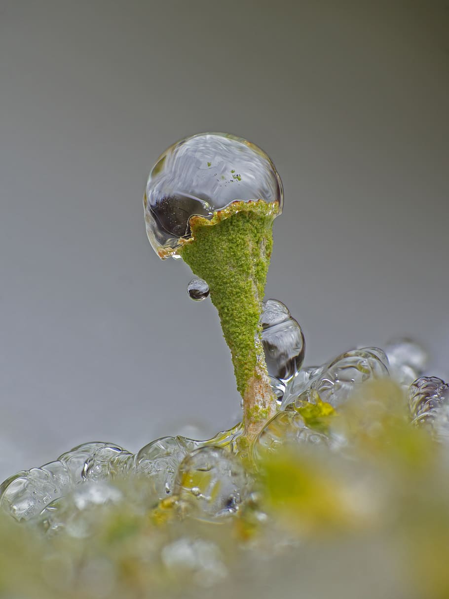 ice, iced, zing rain, lichen, frozen, icy, wintry, frosty, cold HD wallpaper