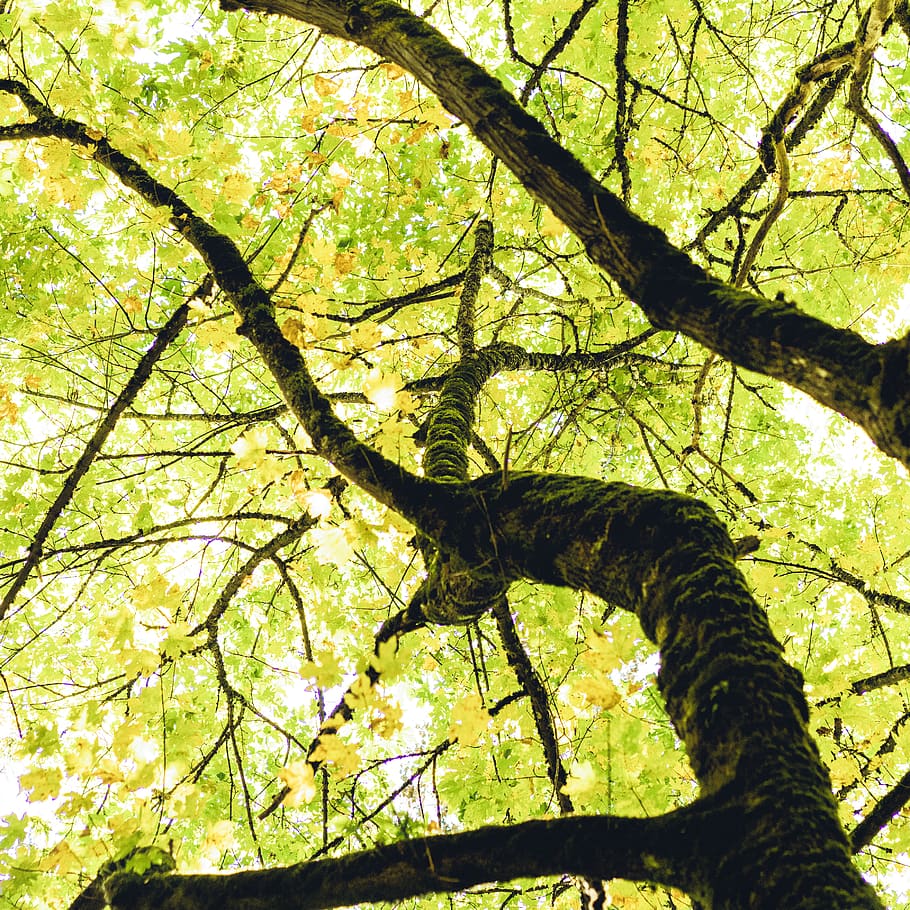 plant, tree, tree trunk, leaf, sunlight, maple, stretch, flare HD wallpaper