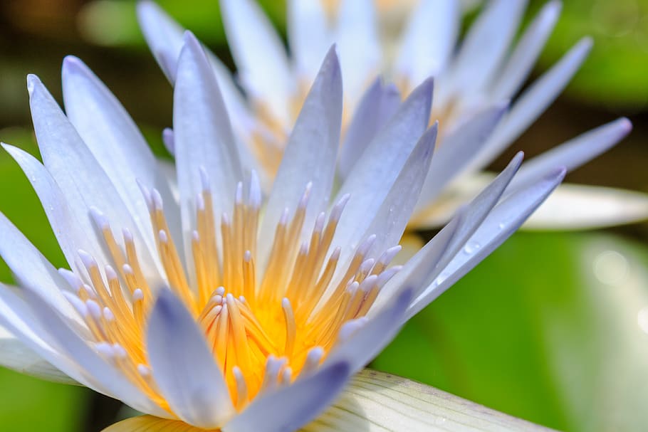 Water Hyacinth Hd Wallpaper