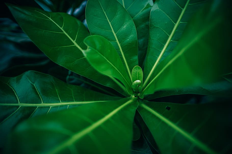 Close-Up Photo of Green Leaves, 4k wallpaper, blur, depth of field