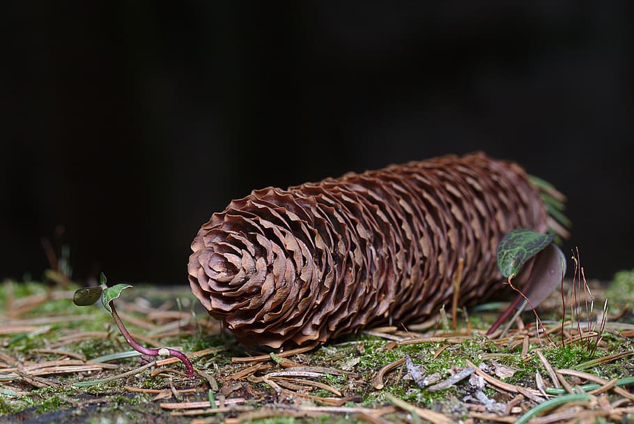 winter, pine cones, close up, forest, animal, one animal, no people HD wallpaper