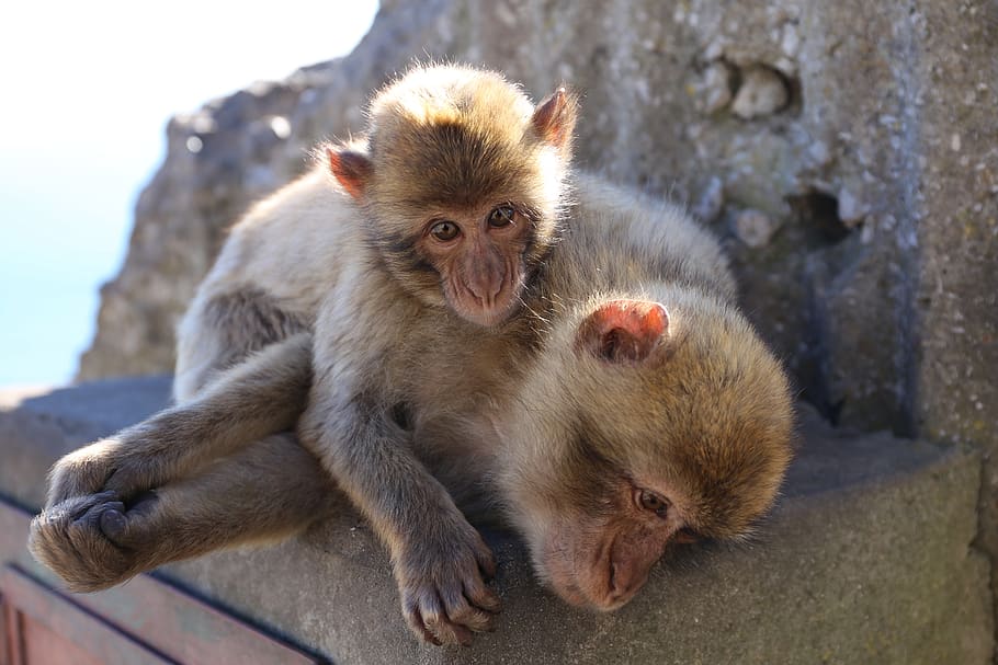 monkey, mammal, cute, primate, animal, wildlife, portrait, nature HD wallpaper