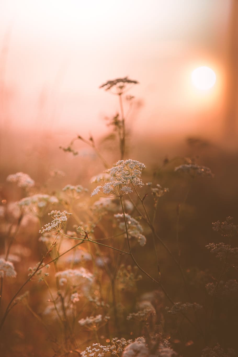 selective focus photography of white petaled flowers, sun, weeds HD wallpaper
