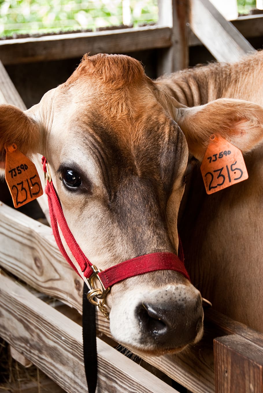 Brown Cow, animal, cattle, close-up, domestic, domestic animal HD wallpaper