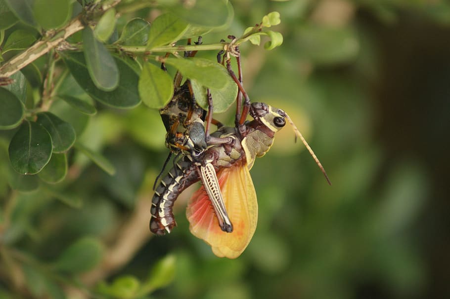cricket, animals, insects, grasshopper, animal themes, invertebrate HD wallpaper