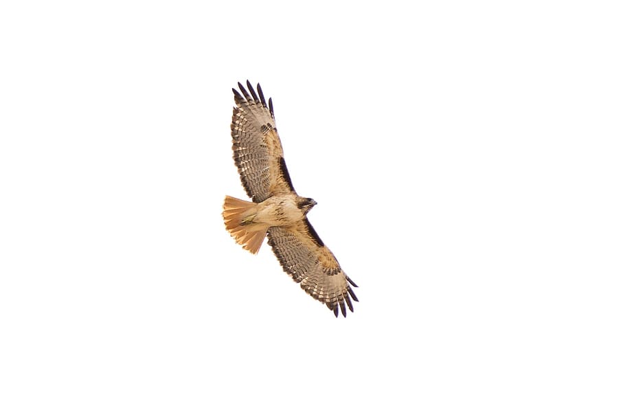 hawk, red, tailed, bird, animal, wild, nature, flying, animal themes HD wallpaper