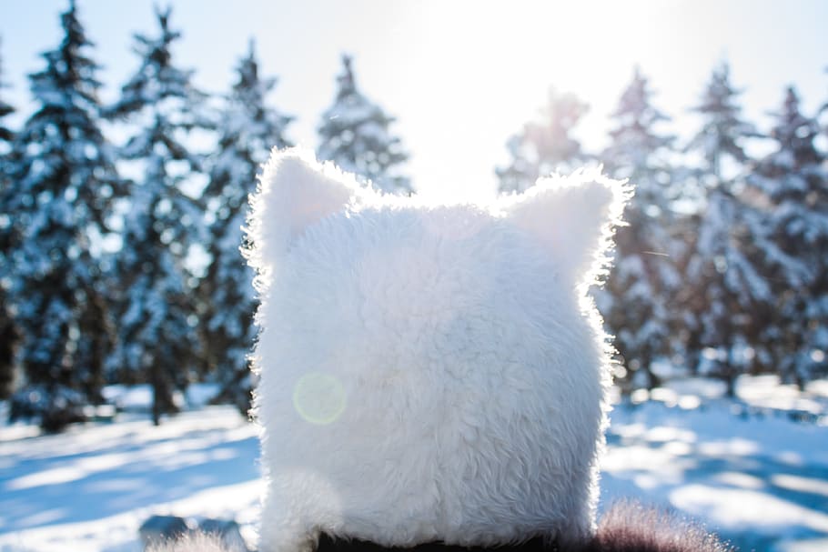 hat, winter, trees, snow, cold temperature, white color, one animal HD wallpaper