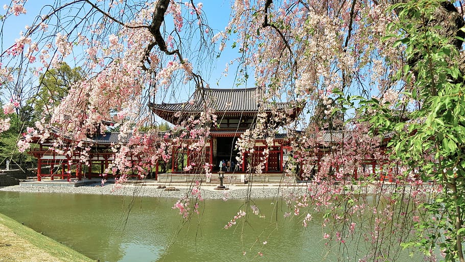 HD wallpaper: japan, uji-shi, byodoin, temple, cherry, japanese garden ...