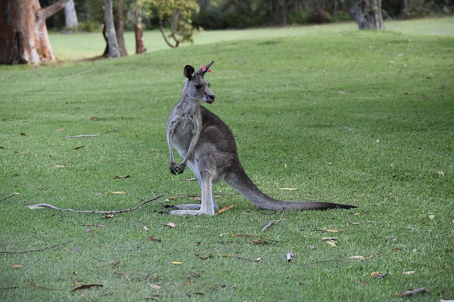 australia, nature, kangaroo, animal themes, one animal, grass HD wallpaper
