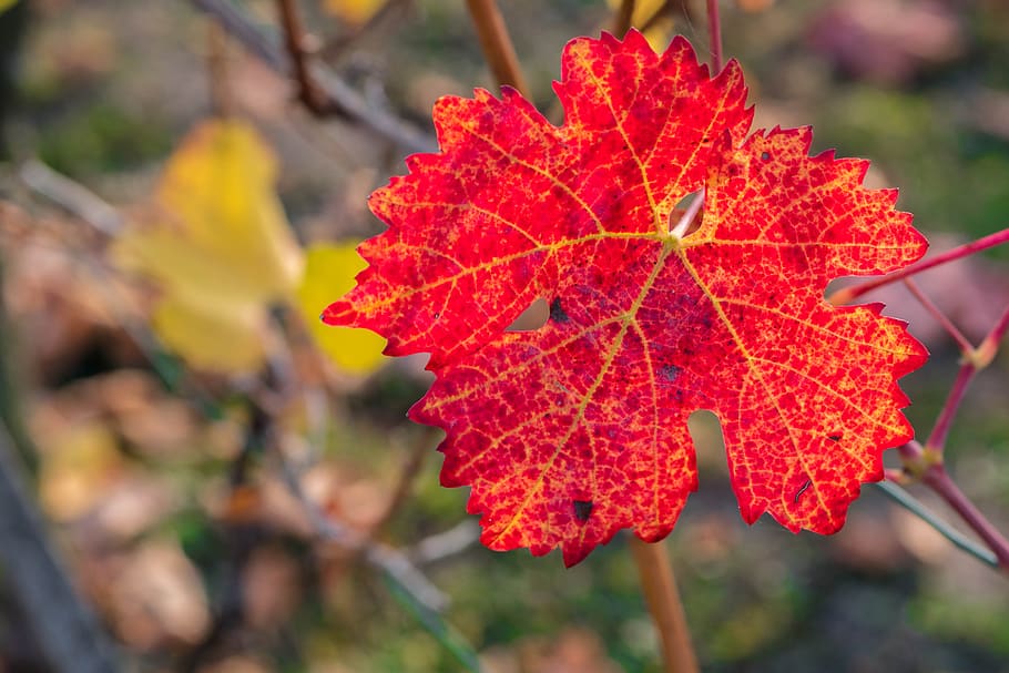 leaf, wine, wine leaf, autumn, plant, nature, fall foliage HD wallpaper