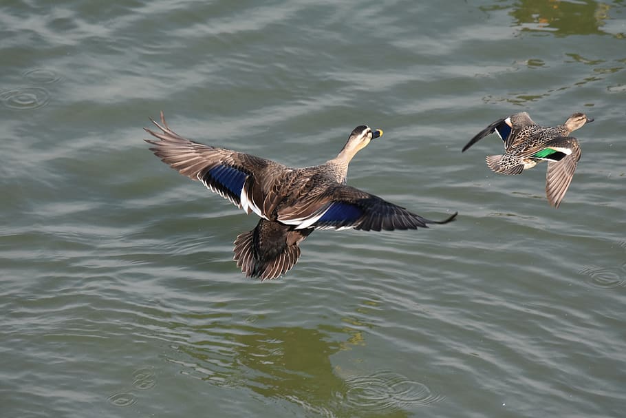 animal, river, waterside, bird, wild birds, waterfowl, duck HD wallpaper