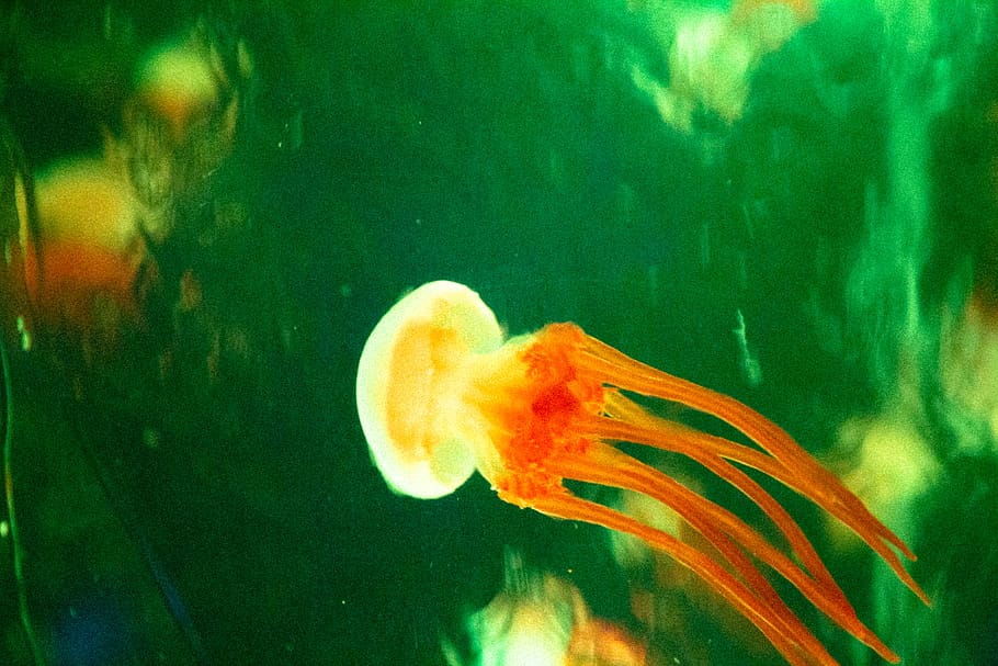 orange jellyfish, animal, sea life, invertebrate, water, underwater HD wallpaper