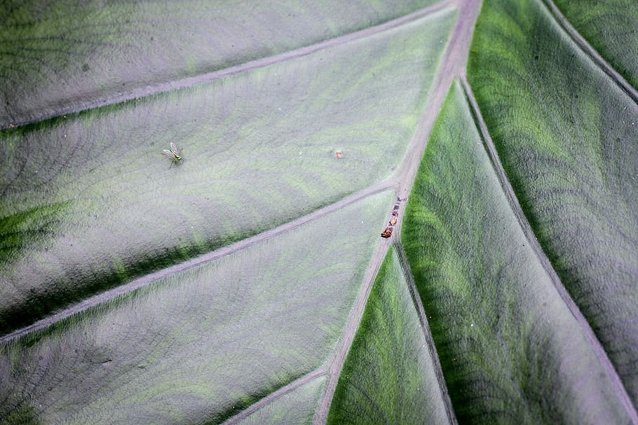 leaf, insect, plant, manly, australia, furniture, fly, nature HD wallpaper