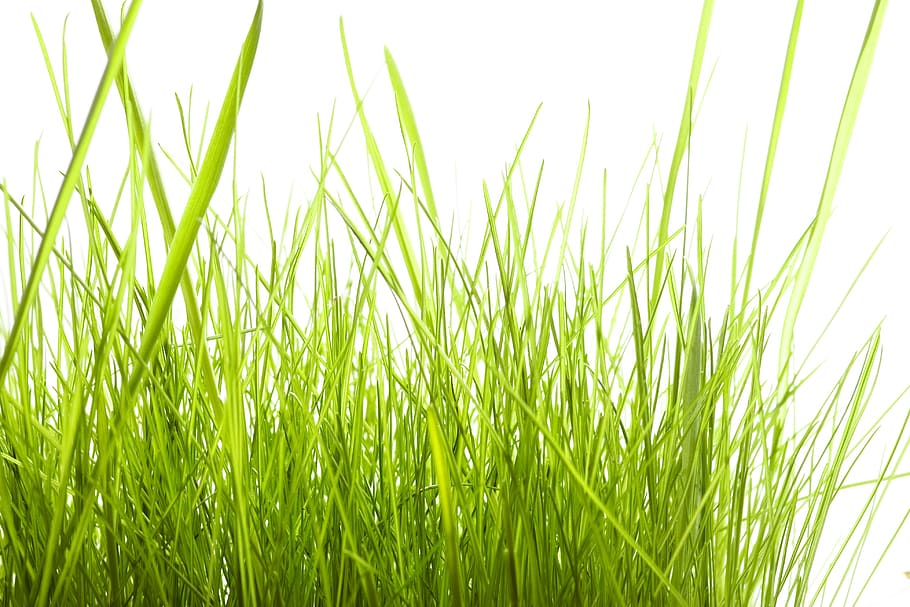 con2011, background, field, fresh, garden, grass, green, growth HD wallpaper