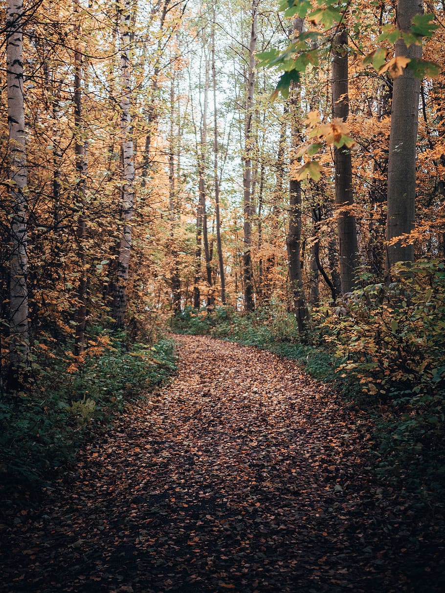 green and brown trees, autumn, land, plant, forest, the way forward HD wallpaper