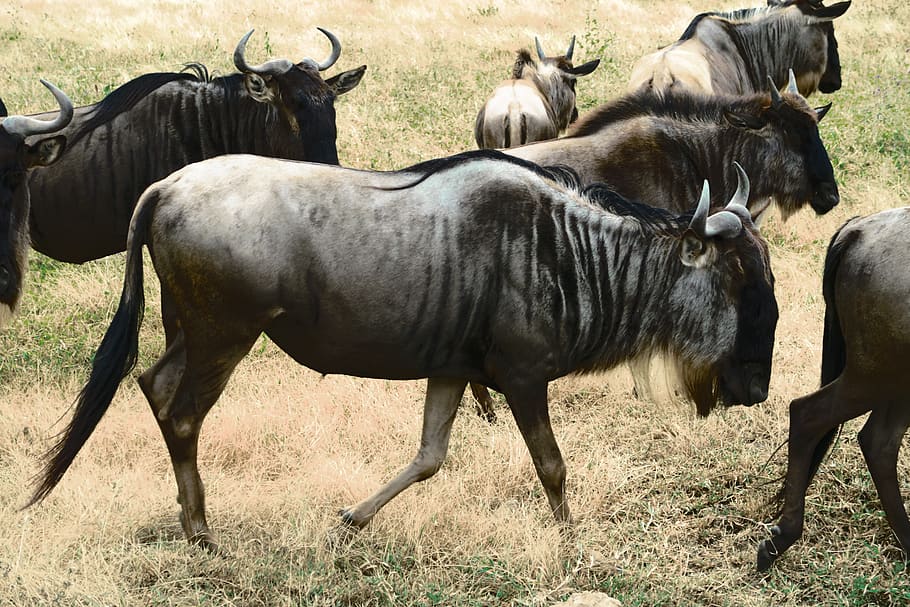 six brown animals, mammal, animal wildlife, group of animals HD wallpaper