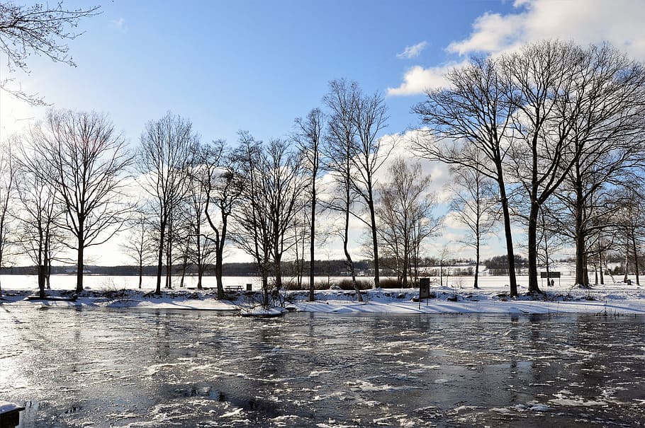 Brown Tree Lot on White Snow, clouds, cold, day, daytime, environment HD wallpaper